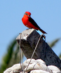 CHURRINCHE (Pyrocephalus rubinus) - Faro de Punta Carretas-MONTEVIDEO (Noviembre 2009)